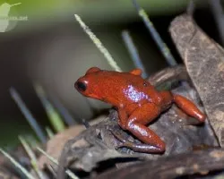 Oophaga pumilio