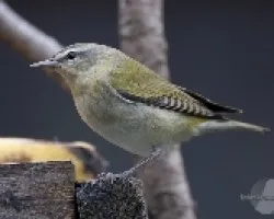 Vermivora peregrina