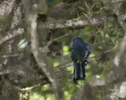 Trogon collaris