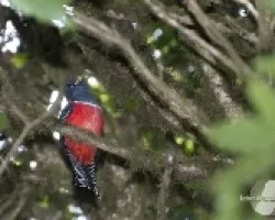 Trogon collaris