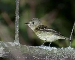 Empidonax ssp.