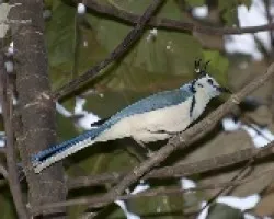 Calocitta formosa
