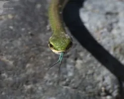 Leptophis nebulosus