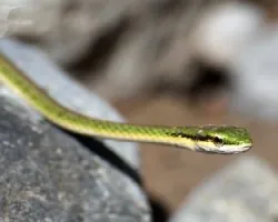 Leptophis nebulosus