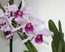Laelia purpurata