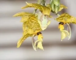 Stanhopea wardii