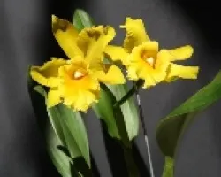Orquidea Hibrido