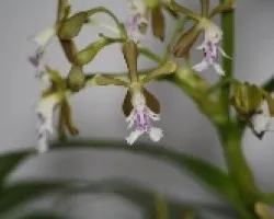 Oerstedella 01
