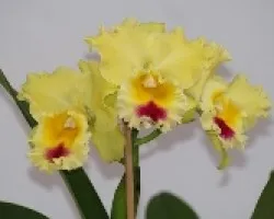 Goldenzelle lemonchiffon