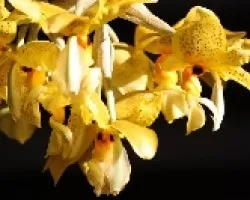 Stanopea wardii