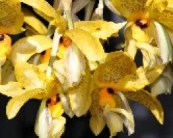 Stanopea