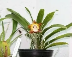 Orquidea cara de gato