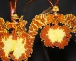 Orquidea mariposa