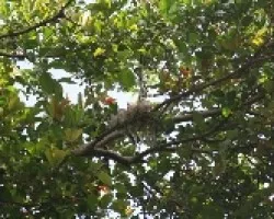 Visita mananera