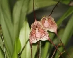 Dracula erythrochaete