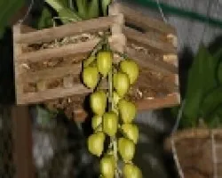 Acineta chysantha