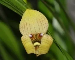 Trigonidium egertonianum
