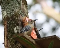 Carpintero