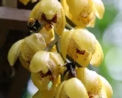 Acineta 01