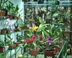 Vivero 01