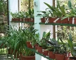 Vivero 02