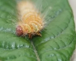 Oruga