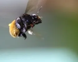 Abeja