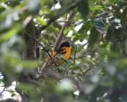 Icterus galbula