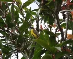 Myiozetetes similis