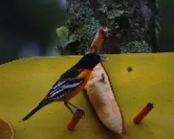 Baltimore Oriole - Macho - Oriol Mielero