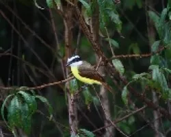 Pitangus sulphuratus