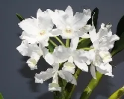Guaria blanca