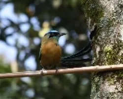 Bobo 01