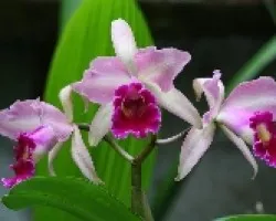 Laelia