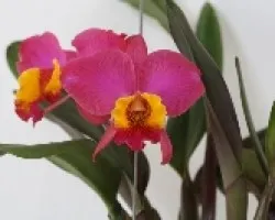 Hibrido SLC