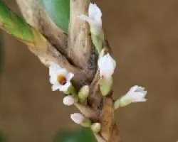 Camaridium brevilabium