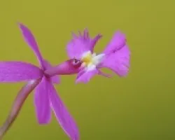 Epidendrum flexuosum