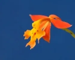 Epidendrum radicans