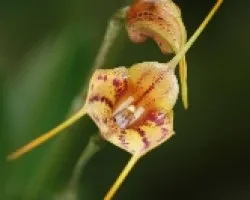 M. livingstoneana