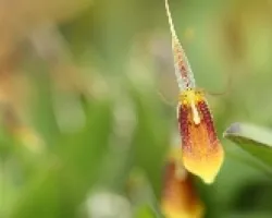 Restrepia