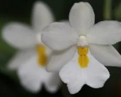 M. vietchiana