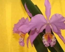 Catteya mossiae