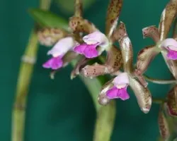 Cattleya leopoldii 01