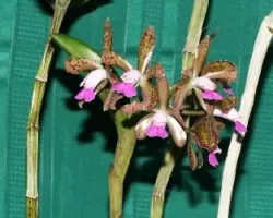 Cattleya leopoldii 02