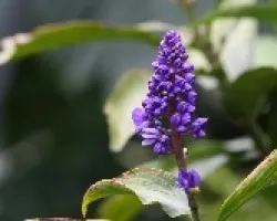 Cana SP