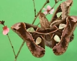 Mariposa 01