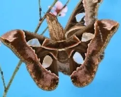 Mariposa 02