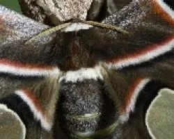 Mariposa 03