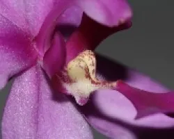 Orquidea terrestre 01
