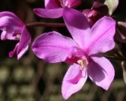 Orquidea terrestre 02